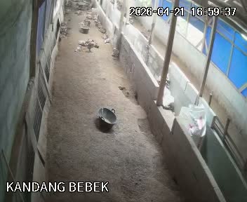 Kandang Bebek